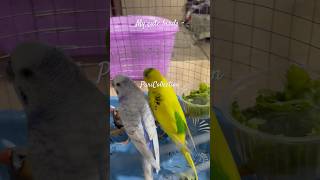 My cute Birds 🦅 birds cute parrot [upl. by Hcaz607]