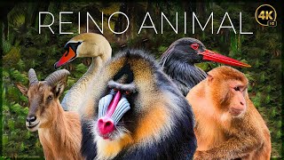 REINO ANIMAL VIDA SALVAJE  EPISODIO 1  DOCUMENTALE COMPLETO [upl. by Albrecht]