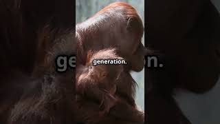 Orangutans are geniuses  Chronicles of Curiosity facts animalshorts animals [upl. by Eirellav]