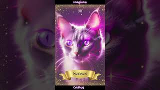 Magicae Cattus Oracle Deck  Spirit Cat Totem Cards for Higher Consciousness [upl. by Lory]