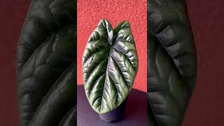 Alocasia Sinuata alocasia plants plantlover plantcommunity natureathome [upl. by Iturhs298]