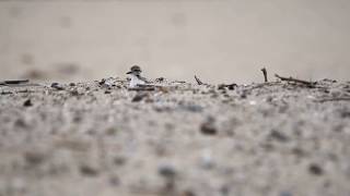 Western Snowy Plover bouncing back on California beaches [upl. by Shermy]