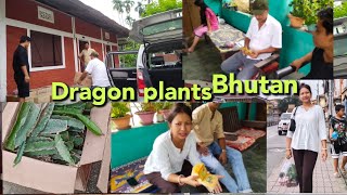 Bhutanou Dragon Puli hwpwidg🌱💃dragon plants supply in Bhutan❤️cvarietydragon❤️gamiyarisubung123♥️ [upl. by Clarabelle488]