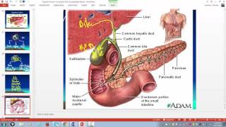 Function of the liver gallbladder and pancreas in digestion [upl. by Artied]