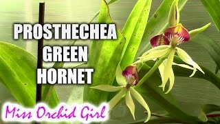 Prosthechea Green Hornet  an upside down orchid [upl. by Nanoc]