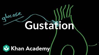 Gustation  structure and function  Processing the Environment  MCAT  Khan Academy [upl. by Ttelracs404]