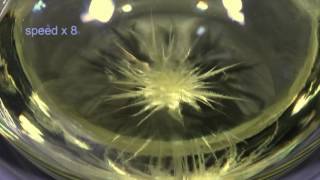 Crystallisation of Monoclinic Sulfur from Solution [upl. by Cristobal]