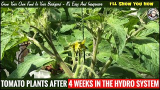 Tomato Plants After 4 Weeks In The Hydro System [upl. by Toni]