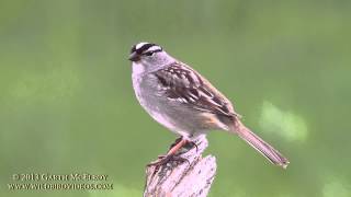 Whitecrowned Sparrow in Maine  II [upl. by Christoph]