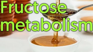 Fructose metabolism  Why fructose is harmful to diabetics [upl. by Ablem]