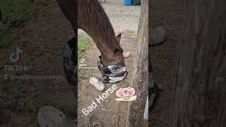 Hungry horse stealing food Bad horse fatheadfarms  spiritisabadhorse hungryhorse [upl. by Shaum]