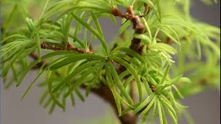 Golden Larch Pseudolarix Bonsai Tree Care [upl. by Agnella172]