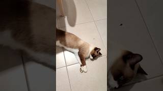 Iglu The Adorable Siamese Cat kucing catlover cat malaysia kucingcomel [upl. by Niko180]