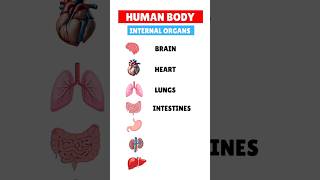 Internal organs of human body  vocabulary  learn organs name internalorgans shorts [upl. by Akitan]