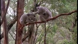 Cute Koala Fight [upl. by Jarrod]