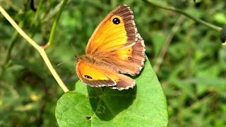 Oranje zandoogje Pyronia tithonus  20140712 [upl. by Jesselyn]