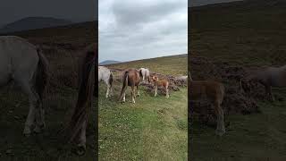 Shropshire Hills National Landscape 🇬🇧🇬🇧🐎🐎Wild horses🙃 [upl. by Nevanod]