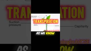 transpiration  what is transpiration  transpiration animation [upl. by Sverre]