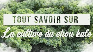 Tout savoir sur la culture du choux kale 🥬 [upl. by Amir185]