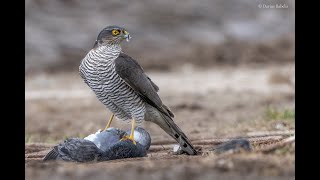 Paukštvanagis Accipiter nisus [upl. by Asirral]