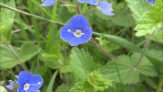 Germander Speedwell Veronica Chamaedrys  20130519 [upl. by Barr102]