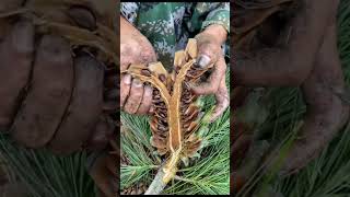 Pine Nuts Harvesting  Have You Ever Seen This Before [upl. by Petrick]