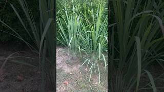 My lemongrass plants are growing well  Tanaman Seraiku Subur [upl. by Gallager]