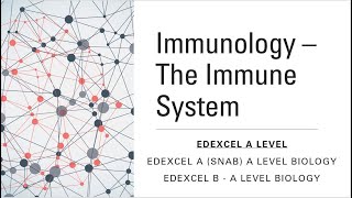 Immunology  The Immune System  EDEXCEL A Level Biology A amp B  Biology with Gracie [upl. by Anirtak996]