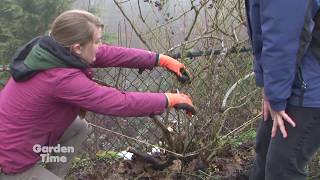 Pruning Climbing Roses [upl. by Bluhm]