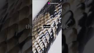 Top 5 Amazing Facts About the Arafura File Snake Please Subscribe now 👈animal facts amazingfacts [upl. by Celene]