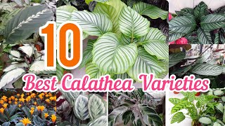 10 Best Calathea Varieties [upl. by Verbenia]