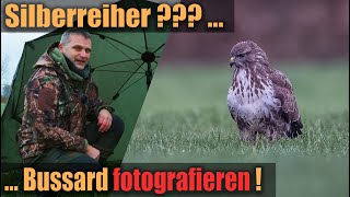 Ganz anders als geplant 📷 der Mäusebussard 🦅 [upl. by Rosario]