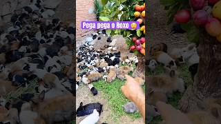 Pega pega o coelhinho Roxo 😲🥳 shorts [upl. by Ansaev]