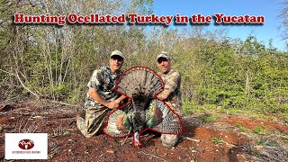 Hunting Ocellated Turkey in Yucatan Single Season World Slam Complete [upl. by Laersi]