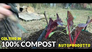 ORTO  coltivazione su compost 100 e impianto di irrigazione [upl. by Hose]