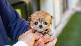 The Big Personality of the Morkie Puppy [upl. by Lama695]