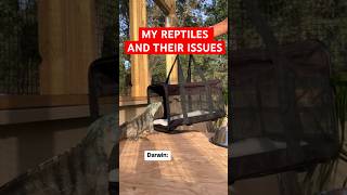 REPTILE ISSUES pets reptiles iguana animalshorts [upl. by Seidule969]