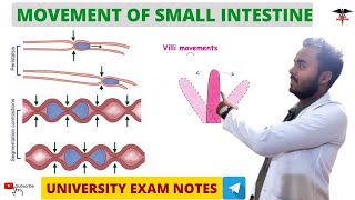 Movement of Small Intestine  Digestive System physiology Nursing DMLT  BMLT  MBBS Lecturer [upl. by Goldenberg]