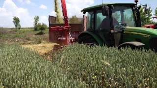 JOHN DEERE 5085M amp FİMAKS BİGDRUM  BUGDAY SİLAJI YAPIMI [upl. by Habeh246]