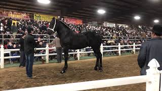 Percheron stallion sell for 41k at 2020 mid America draft horse sale Gordyville [upl. by Eirehs]