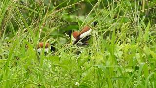 Tricolored Munia feeding in grass [upl. by Rianna290]