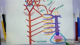 Arterial System Of Scoliodon❤Blood Vascular System [upl. by Niliram]