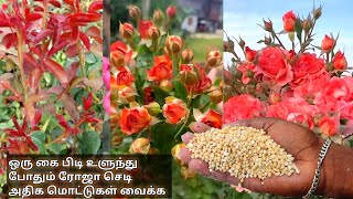 ரோஜா செடி அதிக மொட்டுகள் வைக்க இதை கொடுங்கள்rose plant growing fertilizer tamilgardenviralvideo [upl. by Summers928]