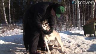 Iditarod A Tough Journey for Dogs [upl. by Giraud]