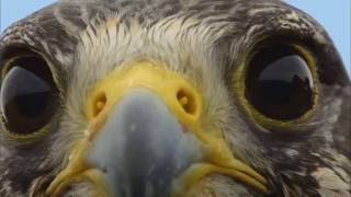 Spirit Bird  Xavier Rudd  with video clips from Earthflight series [upl. by Eednam]