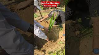 Coconut Tree Plantation [upl. by Ace]