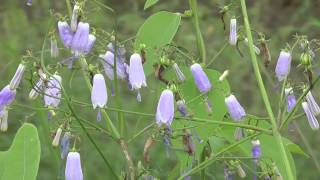 【秋の花】野生のツリガネニンジン（釣鐘人参）Adenophora triphylla var japonica [upl. by Eninahpets]