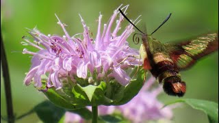 hummingbird clearwing moth with bee balm wild bergamot [upl. by Nrehtac]