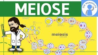 Meiose einfach erklärt  Zellteilung 2  Zellzyklus Ablauf Phasen amp Zusammenfassung [upl. by Cathie]