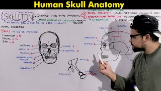 Human Skeleton Skull Axial Skeleton Anatomy and Physiology animation included [upl. by Aiyt]